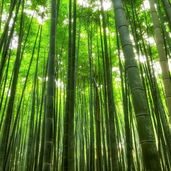 sábanas de bambú
